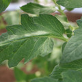 085002_20180711081455_02.JPG