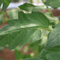 085002_20180711081455_04.JPG