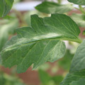 085002_20180711081456_01.JPG