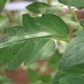 085002_20180711081456_03.JPG