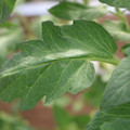 085002_20180711081456_05.JPG