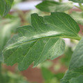 085002_20180711081457_01.JPG