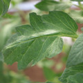085002_20180711081457_02.JPG