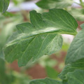 085002_20180711081457_03.JPG