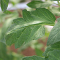 085002_20180711081457_04.JPG