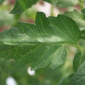 085002_20180711081504_01.JPG