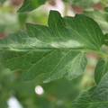 085002_20180711081504_03.JPG