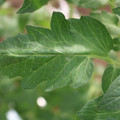 085002_20180711081504_04.JPG
