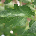 085002_20180711081505_01.JPG