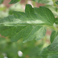 085002_20180711081505_03.JPG