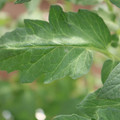 085002_20180711081505_05.JPG