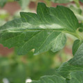 085002_20180711081506_01.JPG