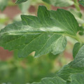 085002_20180711081506_02.JPG