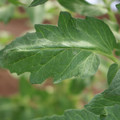 085002_20180711081507_01.JPG