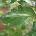 085002_20180711081507_03.JPG