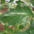 085002_20180711081507_05.JPG