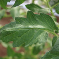 085002_20180711081508_02.JPG