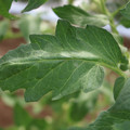 085002_20180711081508_03.JPG
