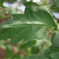 085002_20180711081508_04.JPG