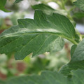 085002_20180711081509_01.JPG