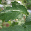 085002_20180711081509_02.JPG