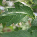085002_20180711081509_03.JPG