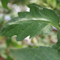 085002_20180711081509_05.JPG