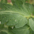 085002_20180711081603_05.JPG