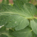 085002_20180711081604_01.JPG