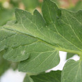 085002_20180711081609_02.JPG