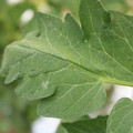 085002_20180711081610_03.JPG