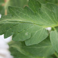 085002_20180711081619_02.JPG