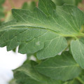 085002_20180711081621_01.JPG