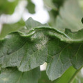 085002_20180816080916_01.JPG