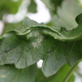 085002_20180816080917_05.JPG
