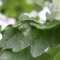 085002_20180816080924_04.JPG