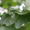 085002_20180816080925_04.JPG