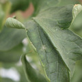 085002_20180816081029_02.JPG