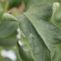 085002_20180816081030_02.JPG
