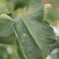 085002_20180816081033_01.JPG