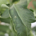 085002_20180816081035_02.JPG