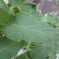 159901_20171025104315_01.JPG