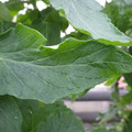 159901_20171025104928_01.JPG