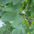 159901_20171108092908_01.JPG
