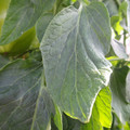 159901_20171115110035_01.JPG