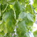 159901_20171215135444_01.JPG