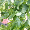159901_20171215135633_04.JPG