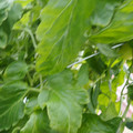 159901_20171215135827_03.JPG