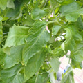 159901_20171215135848_01.JPG