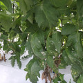 159905_20171027155234_01.JPG